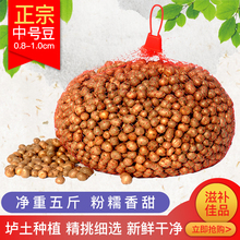 正宗新鲜铁棍山药豆蛋中号5斤 河南焦作温县小零余子怀淮三约果子