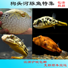 皇冠狗头斑马狗头河豚鱼苗潜水艇鱼活体紫金淡水麒麟热带鱼观赏鱼