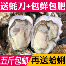 鲜活贝类野生大生蚝鲜活牡蛎新鲜水产海蛎子5斤包邮6元/250g