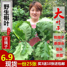 特级 槲叶菠萝叶 柞树叶18年新货 玻璃叶 免邮 纯天然 新鲜 粽叶