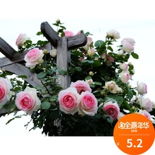 爬藤植物绿植盆栽花卉赛蔷薇 欧月粉色龙沙宝石藤本月季花苗扦插