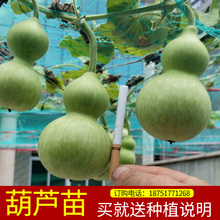 阳台庭院观果植物把玩手捻特大亚腰葫芦种苗小葫芦盆栽苗南北方种