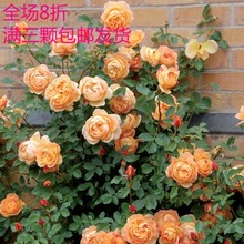 粉色龙沙宝石多季开花 夏洛特夫人 欧月阳台月季藤本月季花蔷薇