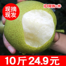 包邮 梨子水果新鲜当季雪梨砀山皇冠青翠玉南果苹果酥批整箱发10斤