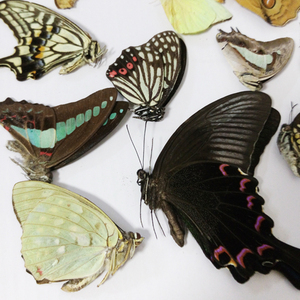 天然真蝴蝶标本未展翅全球各种原蝶杂蝶昆虫独角仙教具教学收藏
