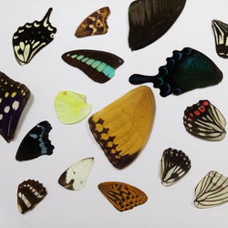 天然真蝴蝶翅膀翼标本全球各种原蝶杂蝶昆虫标本教具教学