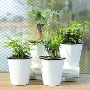 绿萝盆栽水培植物绿