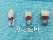 带根管树脂牙粒口腔实验课练习开髓腔窝洞制备离体牙考试练习模型