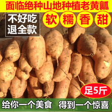 新鲜地瓜红薯农家自种植番薯山芋蔬菜黄皮黄瓤黄心超甜5斤装