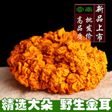 特级金耳250克 云南野生金耳菌特产黄金耳脑耳干货正宗黄耳