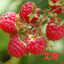 桑果树苗 纯种树莓果树苗 红梅黑莓黄莓当年结果南北种植盆栽地栽