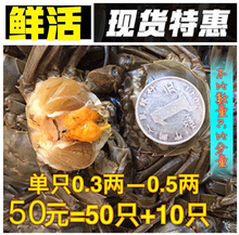 鲜活现货小闸蟹大闸蟹香辣蟹一元蟹小螃蟹小螃蟹毛蟹公母醉蟹