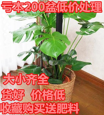 客厅摆放盆栽花卉销量排行