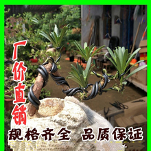 黑色铝丝造型盆景捆绑丝 500用扎花支架铝线 捆扎铝线超软专