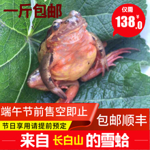 包邮 长白山特产雪蛤 林蛙鲜活 一斤22只 蛤蟆 母豹子 东北林蛙