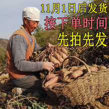 小香薯白薯延安延川地瓜山芋 陕北新鲜沙地红薯农家自种番薯5斤装