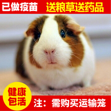 包邮 自家繁殖宠物荷镭贾砘钐灞Ρ﹄嗍蠡钐逄祗檬蠹已健康包活