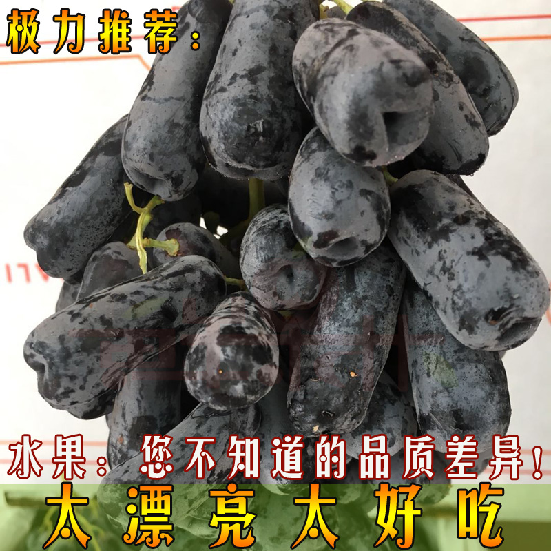 澳洲金手指提子新鲜进口葡萄甜蓝宝石黑加仑棉