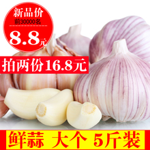 紫皮鲜蒜 5斤装18年新蒜 农家自种大蒜头 新晒现挖糖醋蒜低价包邮
