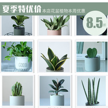 桌面绿植ins北欧风小植物易养活多肉琴叶榕虎皮兰橡皮树小盆栽