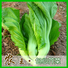 包心芥菜种籽 大叶芥菜原包装500粒 营养高钙菜含蛋白质维生素C