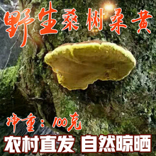伏牛山农家采正品野生桑树桑黄无柄灵芝桑黄桑耳可切片打粉100克