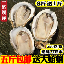 海鲜 鲜活生蚝新鲜海蛎带壳牡蛎 海蛎子野生碳烧烧烤水产8斤包邮