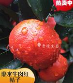 贵州特产惠水牛肉红桔子桔子新鲜现摘孕妇果果酸浓 2斤试吃装 12元