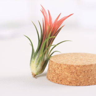 热带雨林 财新周刊2018年3月第11期 重伤中国