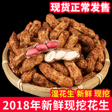 带壳花生米红皮生花生 新鲜花生湿花生现挖现发鲜花生新鲜湿5斤装