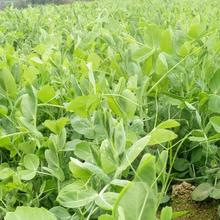 时令新鲜蔬菜农家特产叶菜青菜 豌豆苗龙须菜 2斤 豌豆尖新鲜
