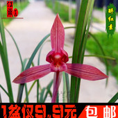 春兰红花系列 醉红素 花大浓香春带浓香花苞出售1棵9.9特价包邮