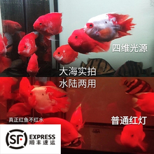 鹦鹉鱼灯龙鱼增艳灯led红龙灯四维光神灯慈鲷灯鱼缸灯潜水灯鱼缸