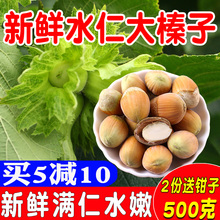 2019年新鲜大榛子东北带皮水仁水瓤生桓仁鲜新货野生榛子原味500g