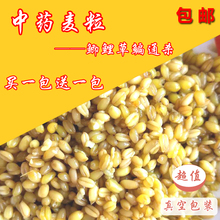 包邮 钓鱼玉米麦粒麦子谷麦鱼饵垂钓打窝窝料四季饵料野钓黑坑竞技