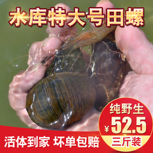 3斤送半斤 水库特大号野生活体大泥螺大田螺鲜活超大田螺塞肉