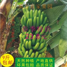 新鲜水果 农家香蕉现砍现发9斤装 新鲜香蕉 天天特价