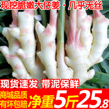 现挖农家嫩仔姜当季新鲜蔬菜醋泡姜大仔姜嫩姜生姜芽子姜5斤板姜