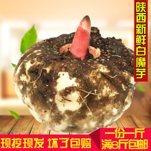 新鲜魔芋鲜魔芋包邮生魔芋制作魔芋豆腐片干魔芋粉原料可批发