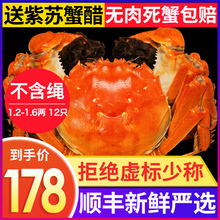 10只送2只 1.6两 蟹捕头大闸蟹现货鲜活螃蟹礼盒1.2 发12只