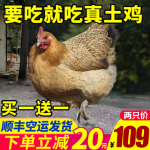 发2只再送鲫鱼正宗散养土鸡老母鸡农家公鸡乌鸡草鸡笨鸡农村走地