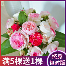 爬藤月季爬墙欧月龙沙宝石切花玫瑰藤本月季蔷薇花苗四季庭院阳台