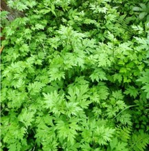 香艾草种子四季种 食用艾蒿种子野生香草药用艾草籽蕲艾艾绒种子