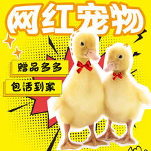 王思聪 网红小宠物 幼儿园宠物 科尔鸭可达鸭 宠物鸭子活体 鸭苗
