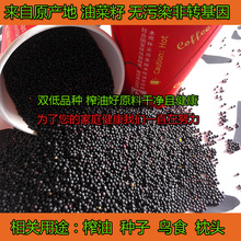家庭榨油用原料 种子鸟食农家自种非转基因新菜籽1斤 优质油菜籽