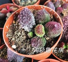 苦瓜 雪树 块根水泡一物一拍 翠绿石 特价 大尤朱紫玉 海豹水泡