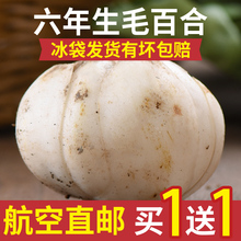 包邮 非特级纯天然白合干 兰州百合新鲜百合食用农家甜百合