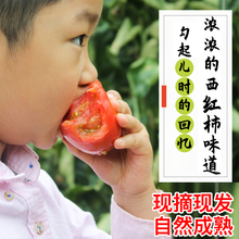 北京密云绿色认证自然熟番茄沙瓤多汁水果西红柿买4斤送1共5斤哦