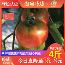 包邮 北京草莓西红柿生吃天然水果番茄孕妇儿童绿色认证自然熟4斤