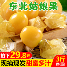 东北姑娘果3斤装 包邮 新鲜当季水果黄菇娘果灯笼果特产 甘福园